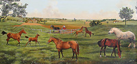 chevaux
