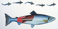 saumon